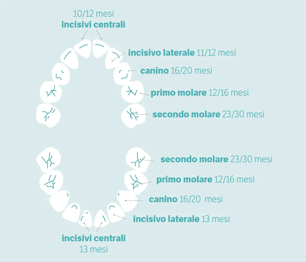 calendario dentizione da latte